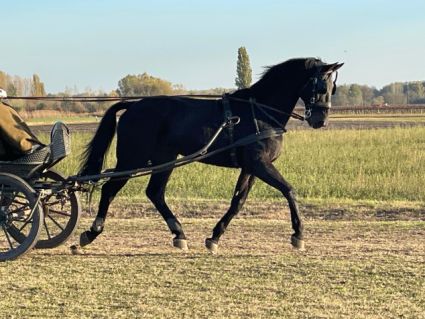 Elad 13 ves magyar sportl herlt 