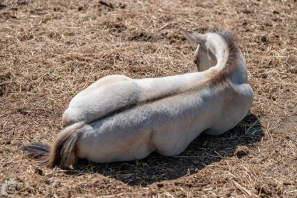 Elad 1 ves appaloosa mn 