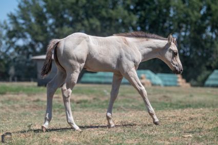 Elad 1 ves appaloosa mn 