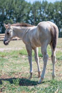 Elad 1 ves appaloosa mn 