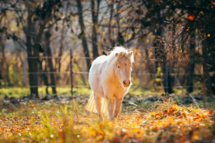 Elad� 8 �ves mini shetland p�ni kanca 