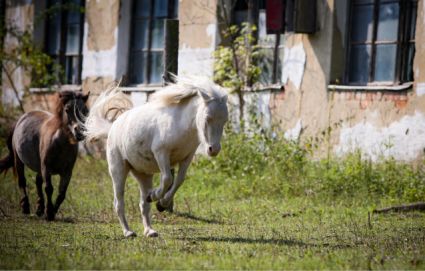 Elad� 8 �ves mini shetland p�ni kanca 