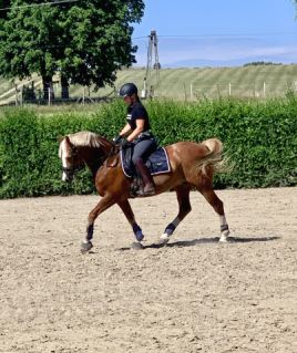 Elad� 17 �ves welsh cob her�lt 