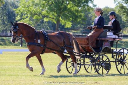 Elad� 17 �ves welsh cob her�lt 