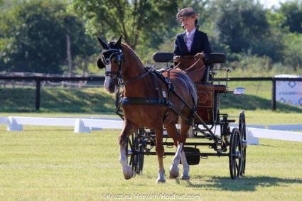 Elad� 17 �ves welsh cob her�lt 