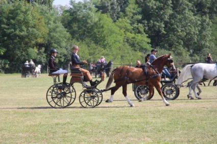 Elad� 17 �ves welsh cob her�lt 