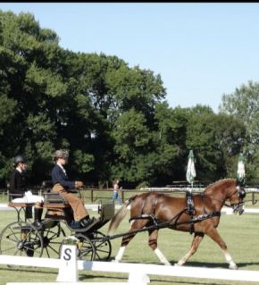 Elad� 17 �ves welsh cob her�lt 