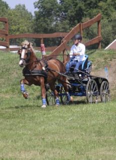 Elad� 17 �ves welsh cob her�lt 