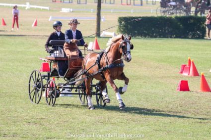 Elad� 17 �ves welsh cob her�lt 