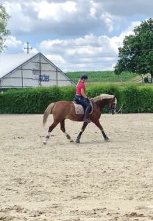 Elad� 17 �ves welsh cob her�lt 