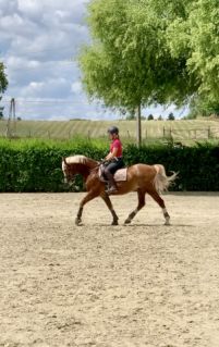 Elad� 17 �ves welsh cob her�lt 