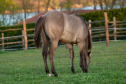 Elad 1 ves quarter horse mn 