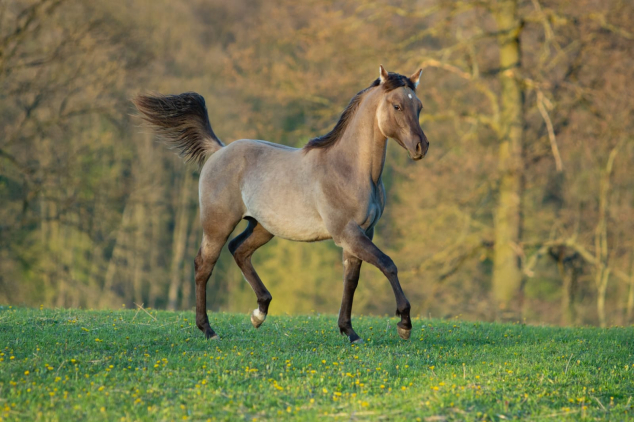 Elad 1 ves quarter horse mn 