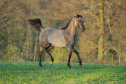 Elad 1 ves quarter horse mn 