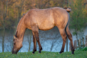 Elad 1 ves quarter horse mn 