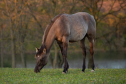 Elad 1 ves quarter horse mn 