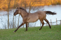 Elad 1 ves quarter horse mn 