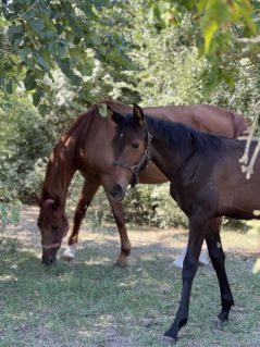 Elad� 2 �ves magyar sportl� m�n 