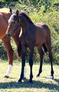 Elad� 2 �ves magyar sportl� m�n 