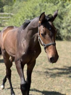 Elad� 2 �ves magyar sportl� m�n 