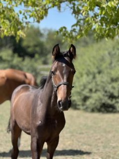 Elad� 2 �ves magyar sportl� m�n 