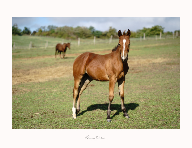 Elad 1 ves quarter horse kanca 