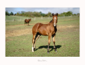 Elad 1 ves quarter horse kanca 