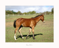 Elad 1 ves quarter horse kanca 