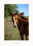 Elad 1 ves quarter horse kanca 