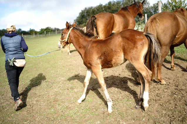 Elad 1 ves quarter horse mn 