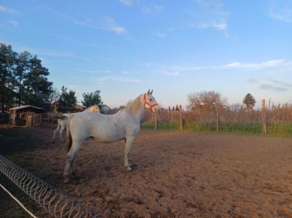 Elad� 12 �ves lipicai kanca 