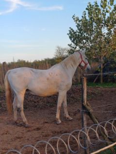 Elad� 12 �ves lipicai kanca 