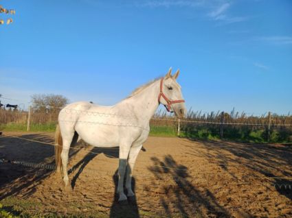 Elad� 9 �ves lipicai kanca 