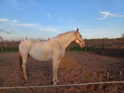 Elad� 9 �ves lipicai kanca 