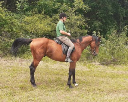 Elad� 6 �ves magyar sportf�lv�r m�n 