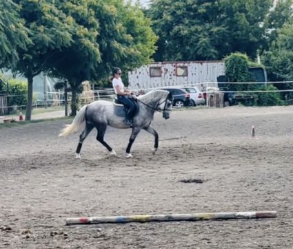 Elad� 11 �ves lipicai her�lt 