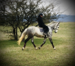 Elad 10 ves lipicai herlt 