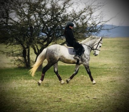 Elad� 11 �ves lipicai her�lt 