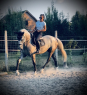 Elad 10 ves lipicai herlt 
