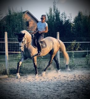 Elad� 11 �ves lipicai her�lt 