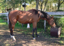 Elad 2 ves appaloosa kanca 
