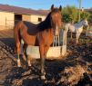 Elad 2 ves appaloosa kanca 