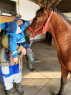 Elad 2 ves appaloosa kanca 