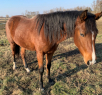Elad 2 ves appaloosa kanca 