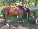 Elad 2 ves appaloosa kanca 