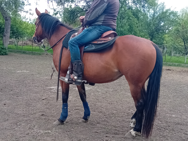 Elad 5 ves quarter horse kanca 