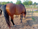 Elad 5 ves quarter horse kanca 