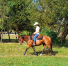 Elad 5 ves quarter horse kanca 