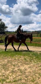 Elad 17 ves kisbri flvr kanca 