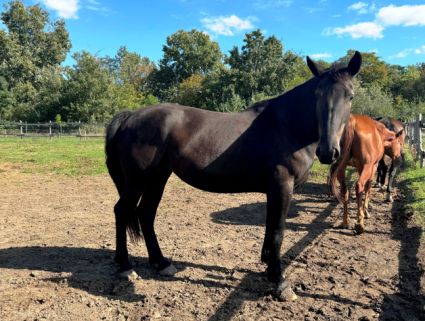 Elad 4 ves nniusz kanca 